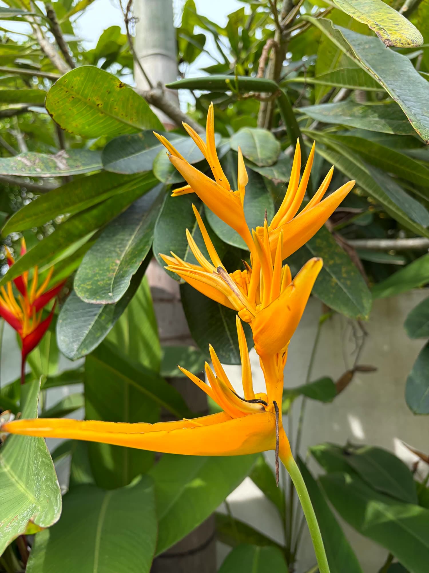 Close-up of an orange heliconia flower in the garden