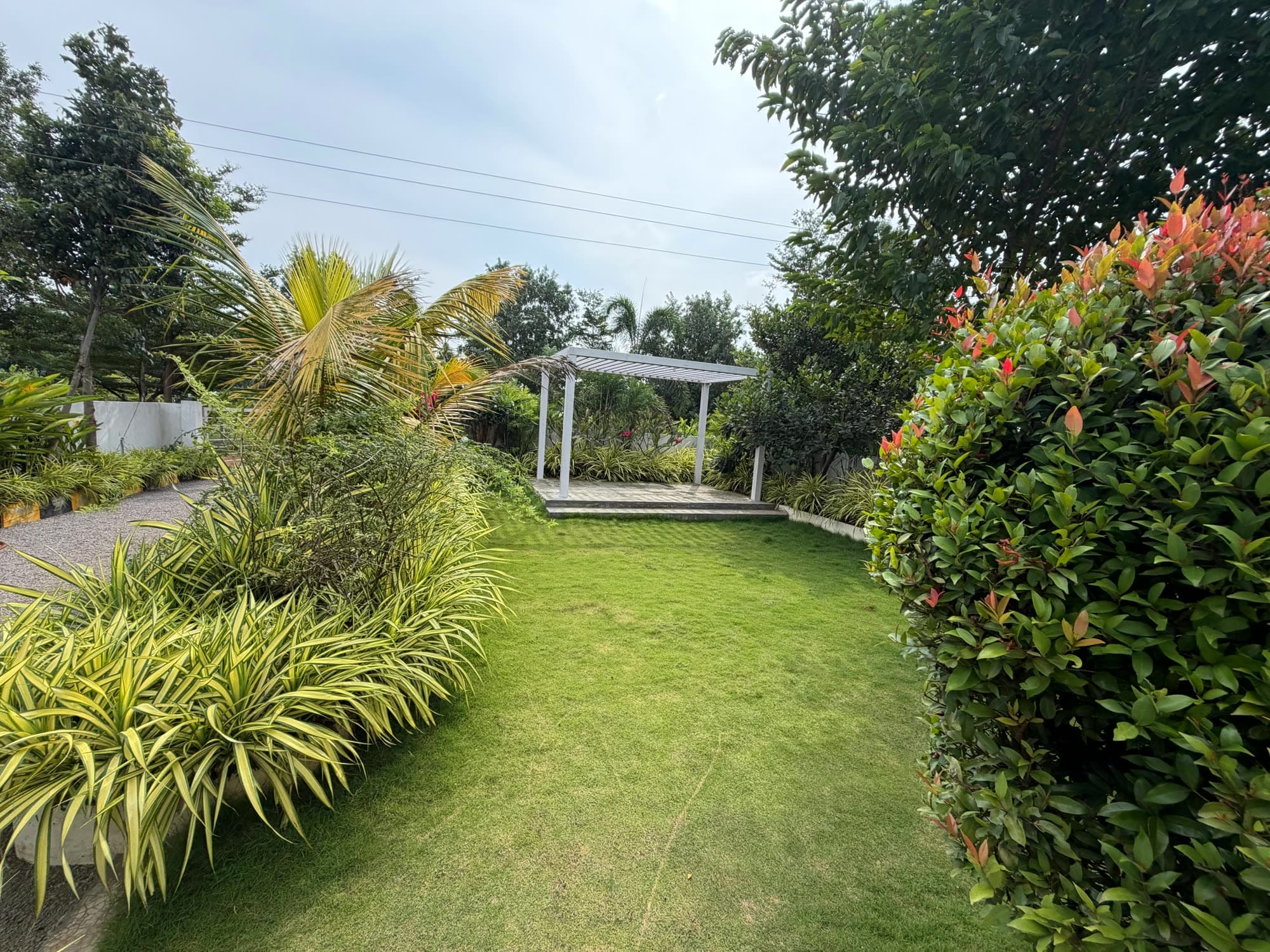 Lawn bordered by variegated grasses and flowering shrubs