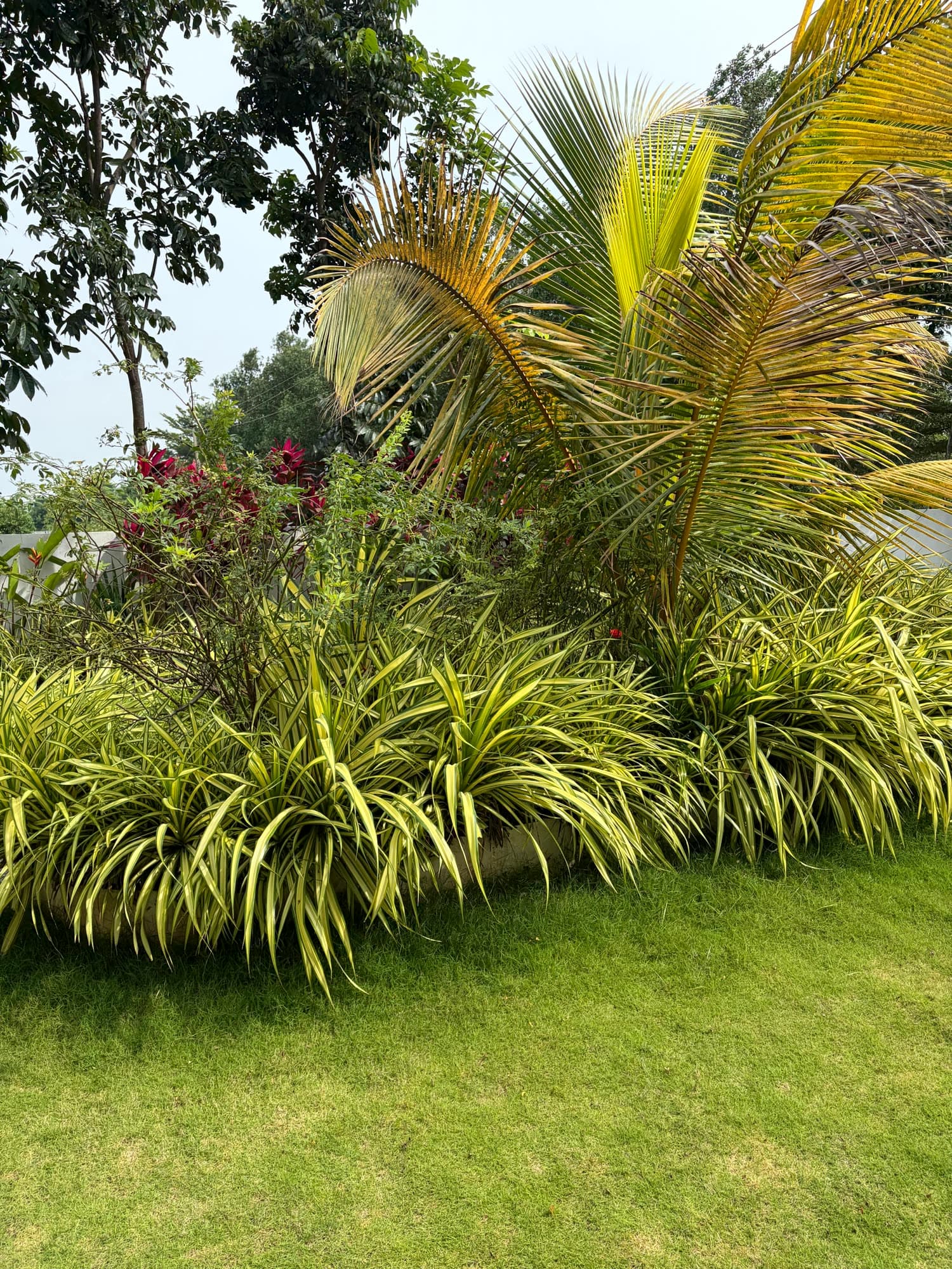 Young palms and layered planting along the lawn