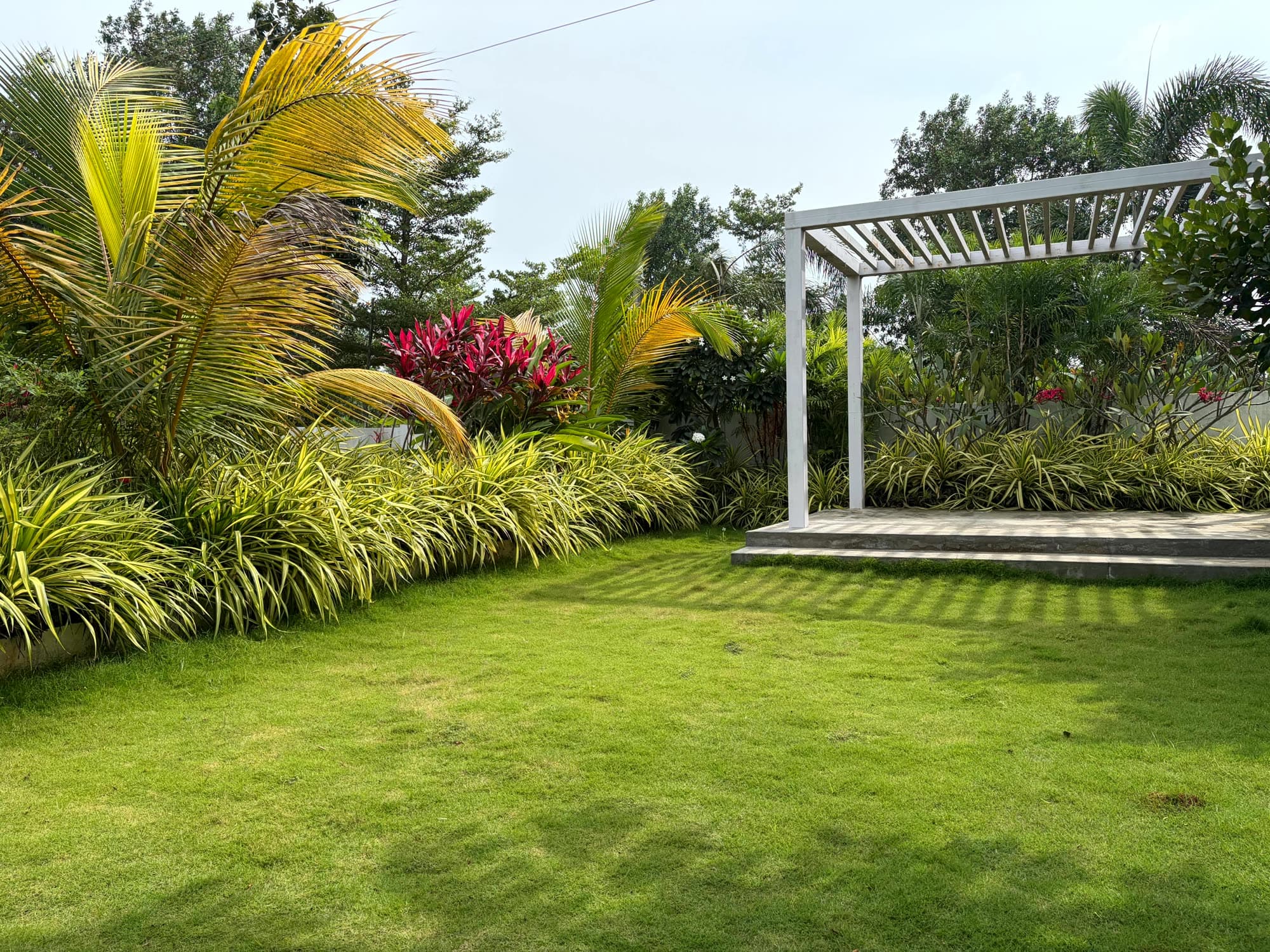 Pergola beside a lawn edged with palms