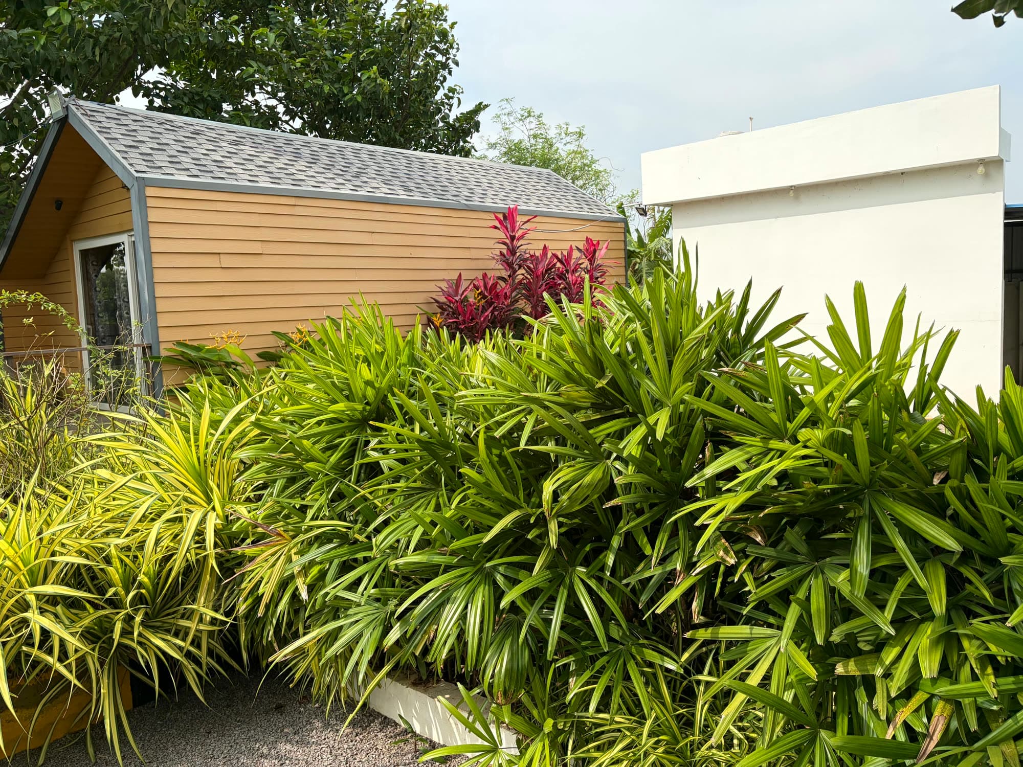 Side of the cottage behind a bed of tropical plants