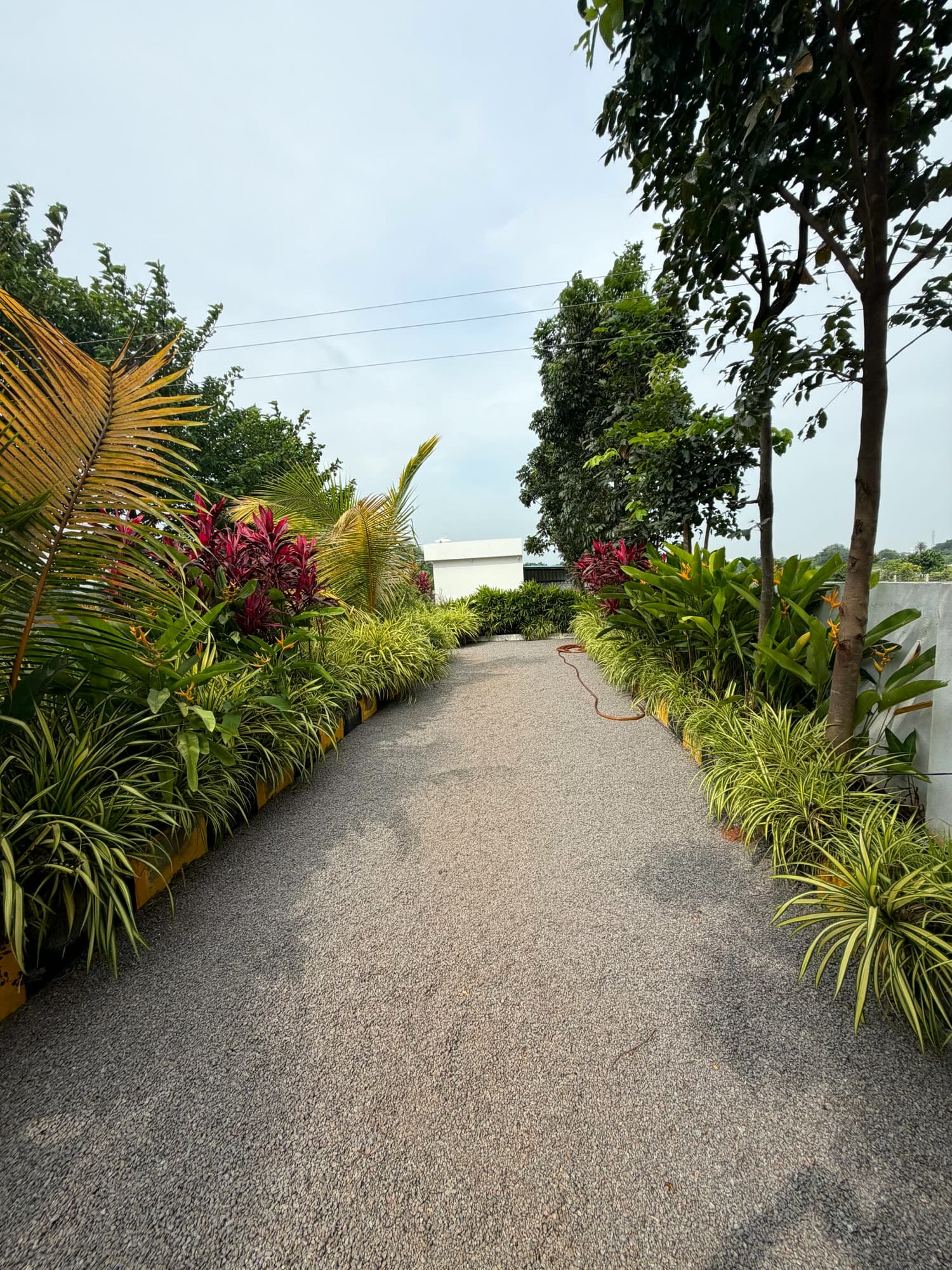Private driveway lined with ornamental grasses and tropical plants