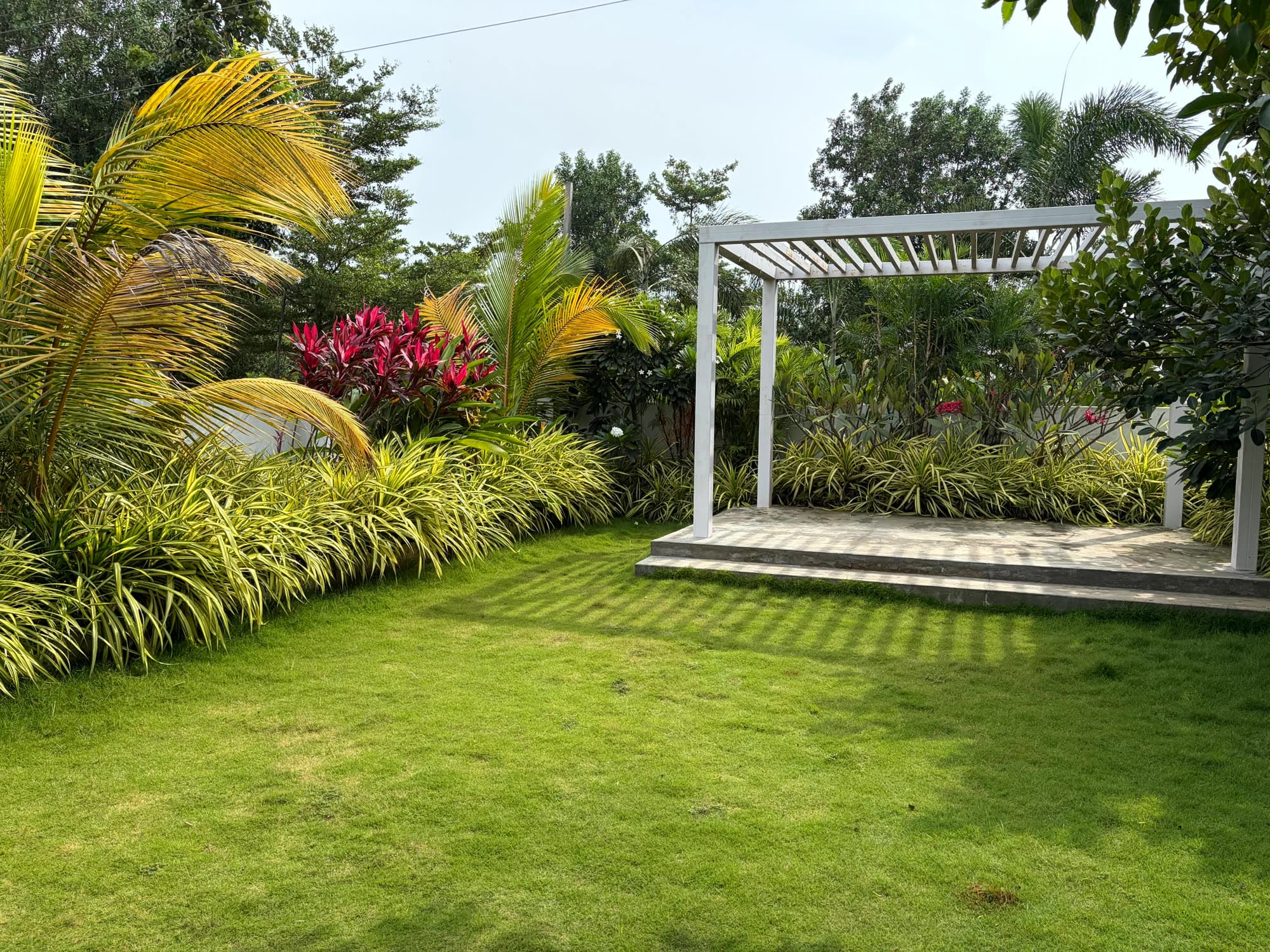 Lawn leading to the white pergola, with palms and red foliage