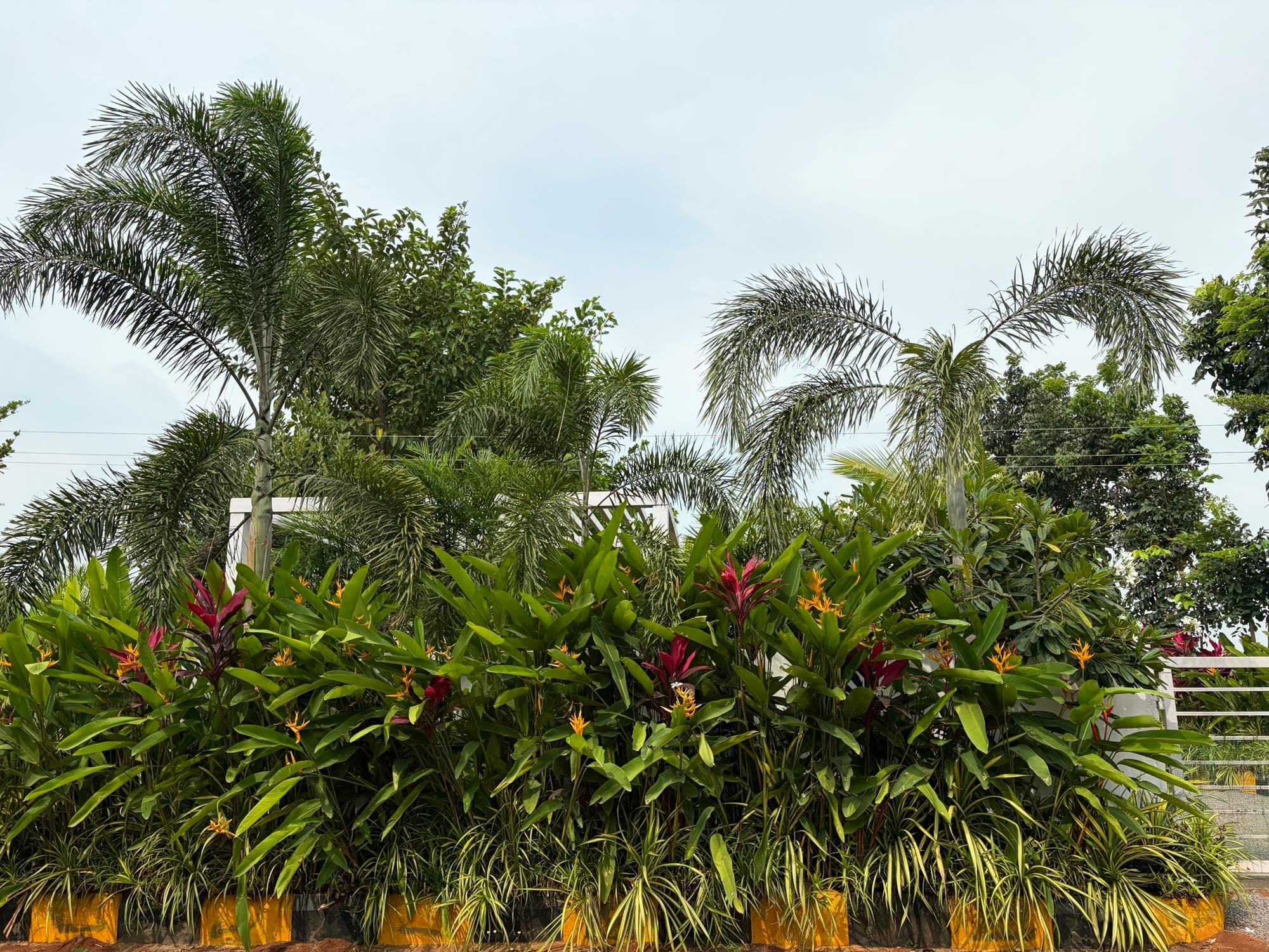 Tropical garden bed with palms, heliconias and red cordylines